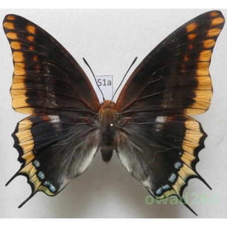 Charaxes jasius (Linnaeus, 1767) female Croatia 76mm51a